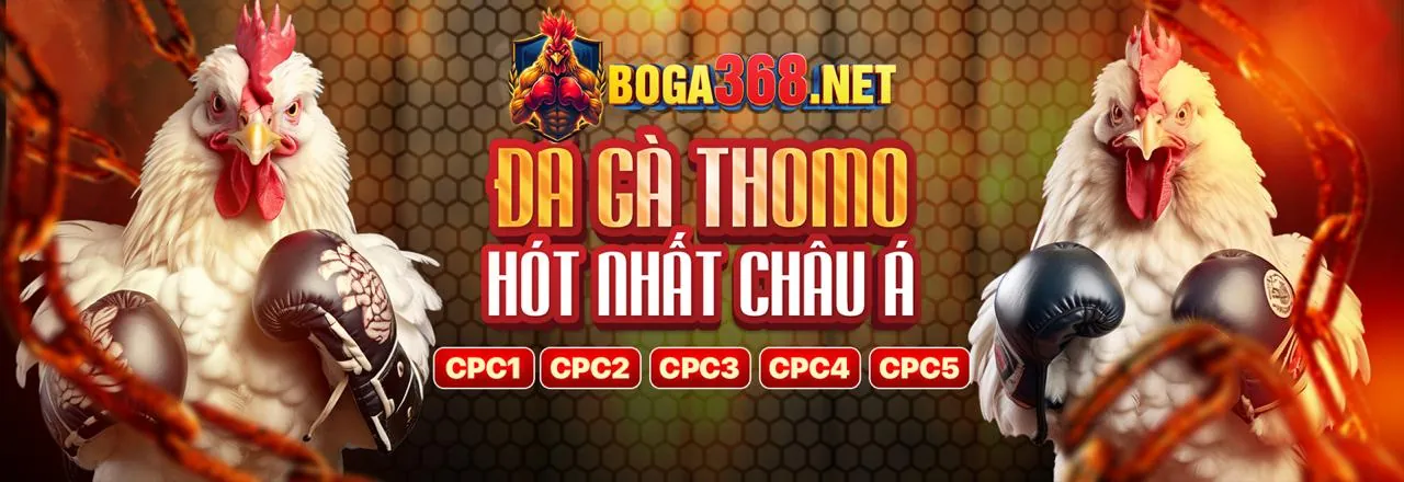 Đá gà kịch tính tại 555bet login